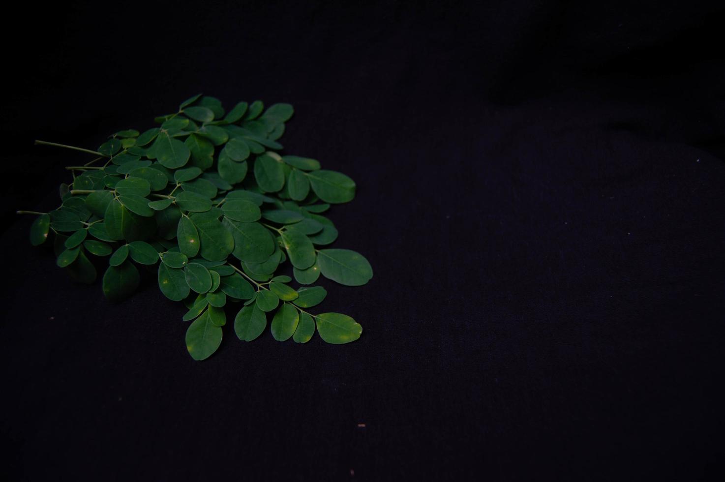 Moringa leaves on a black background photo