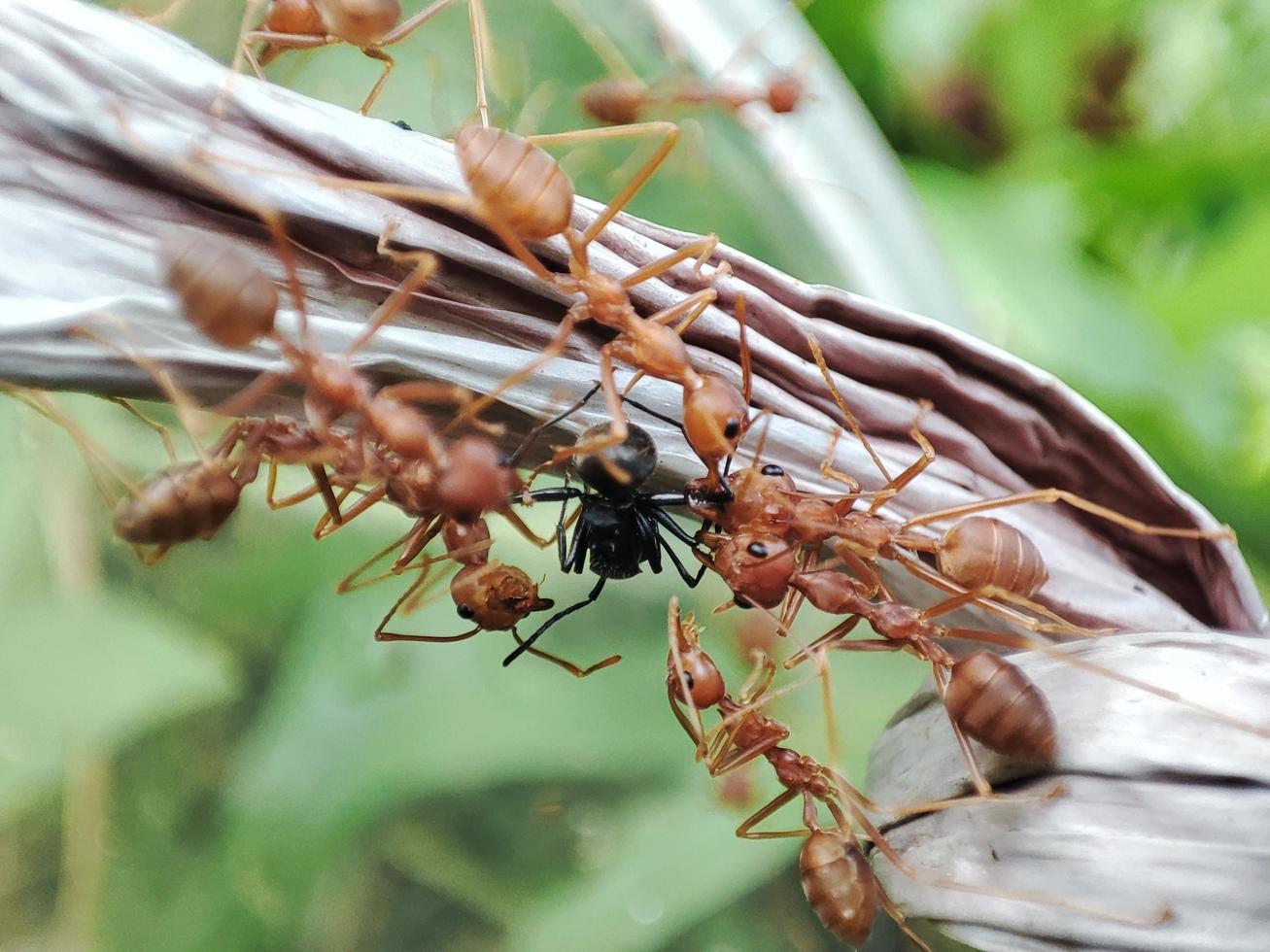 weaver ants are preying on other ants. photo