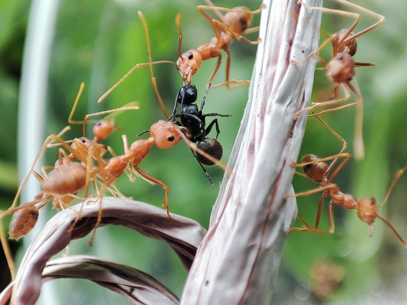 weaver ants are preying on other ants. photo