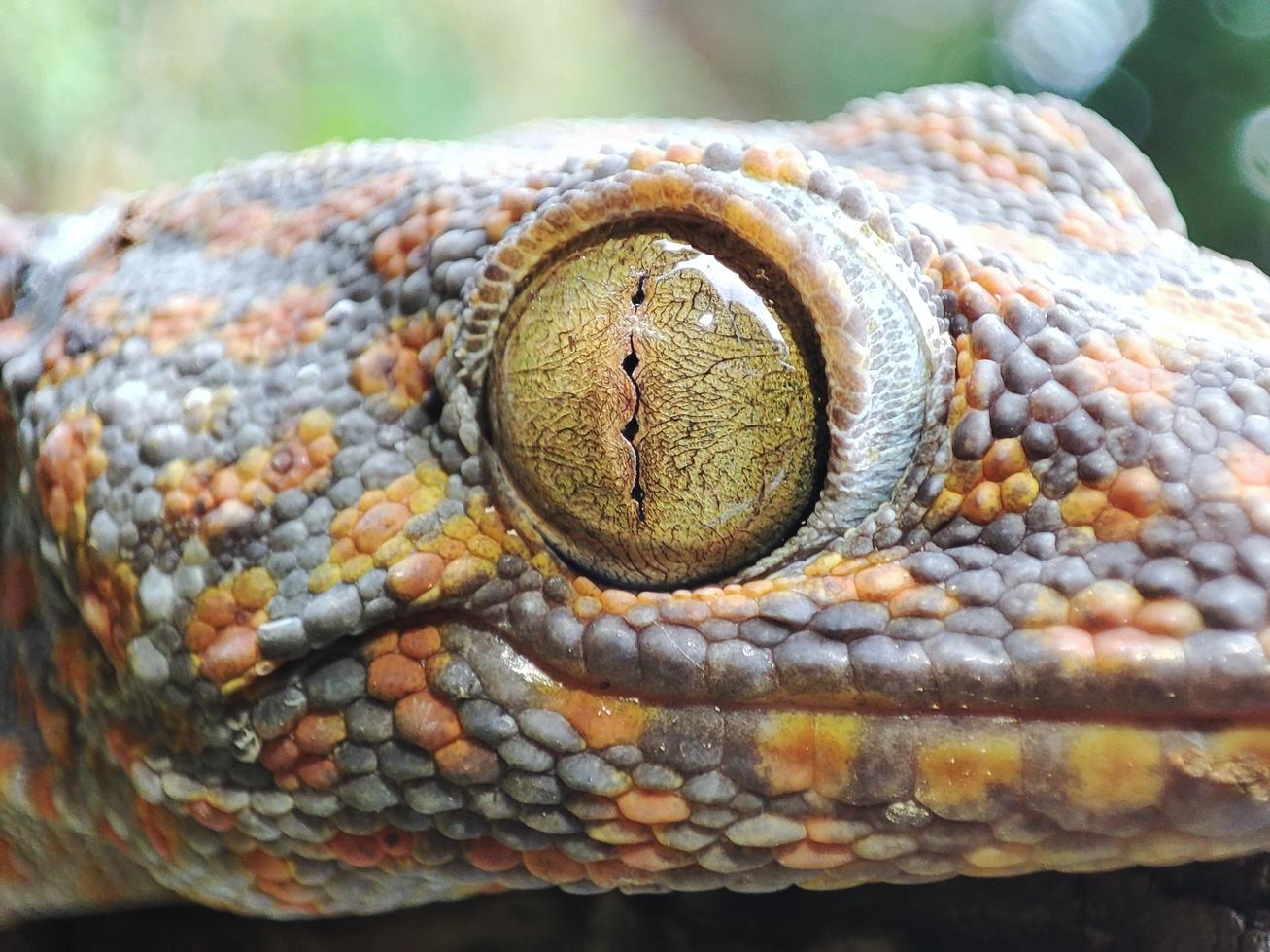 Gecko eye macro photography photo