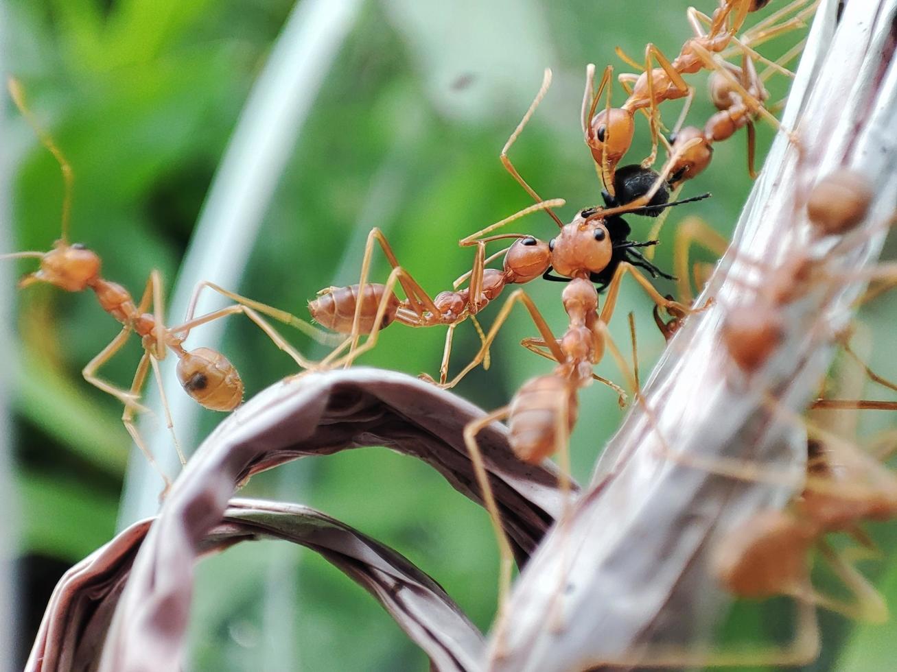 weaver ants are preying on other ants. photo