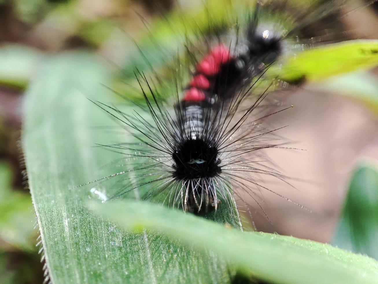 caterpillars crawling on the grass photo