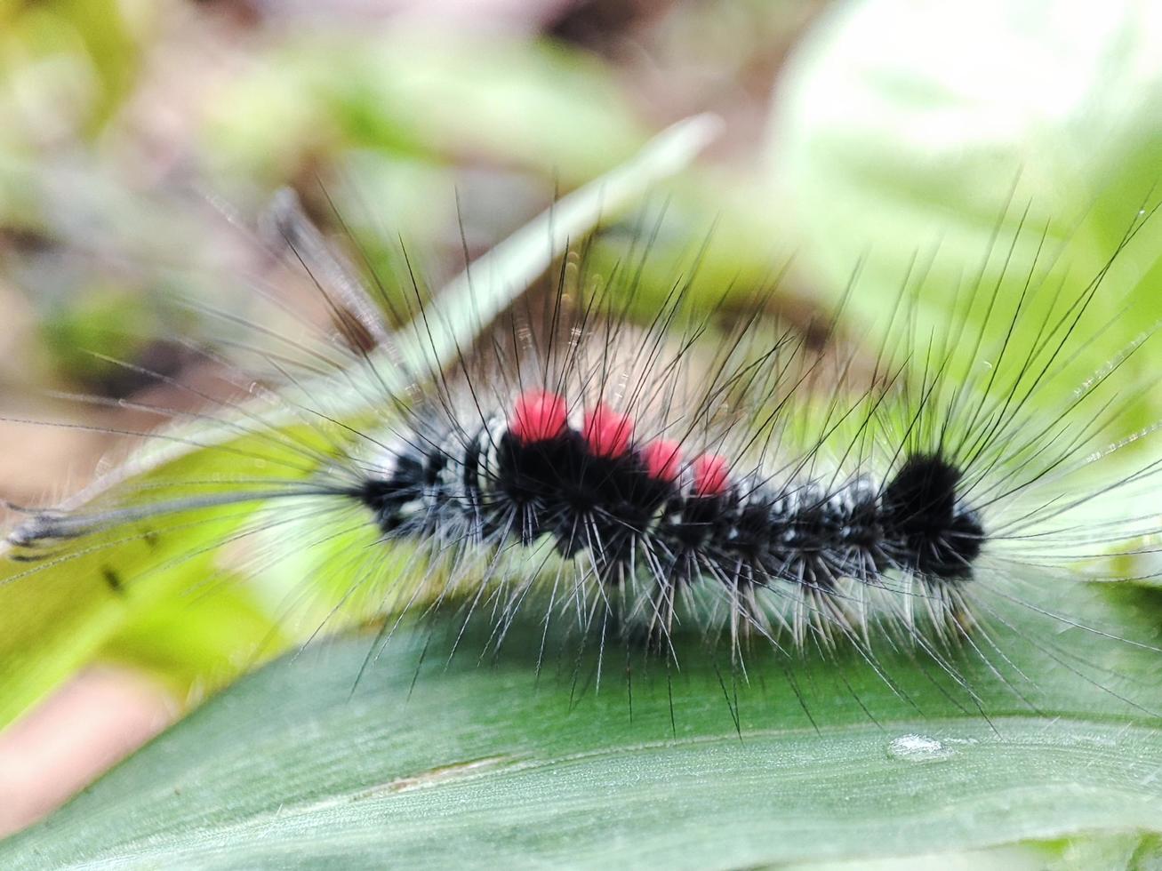 caterpillars crawling on the grass photo