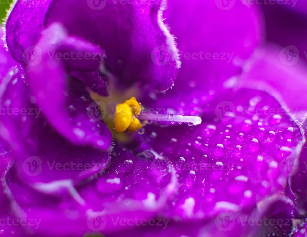 Close up of Violet with dew. photo
