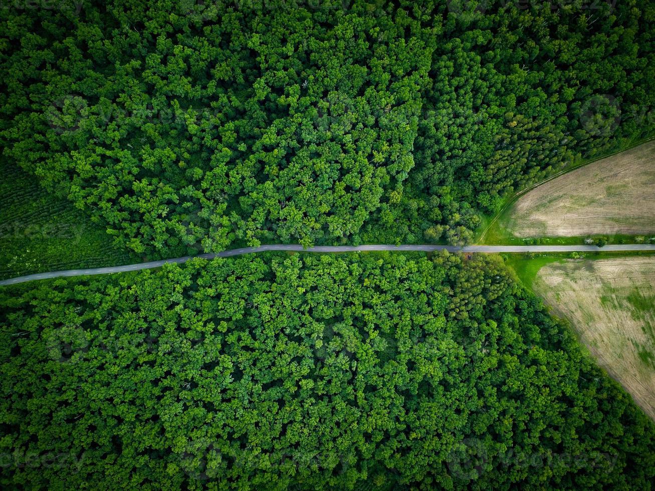 Road through the forest, view from height - aerial photo
