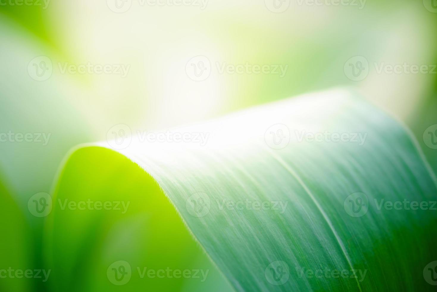 Abstract nature green blurred background nature leaf on greenery background in garden with copy space using as background wallpaper page concept. photo