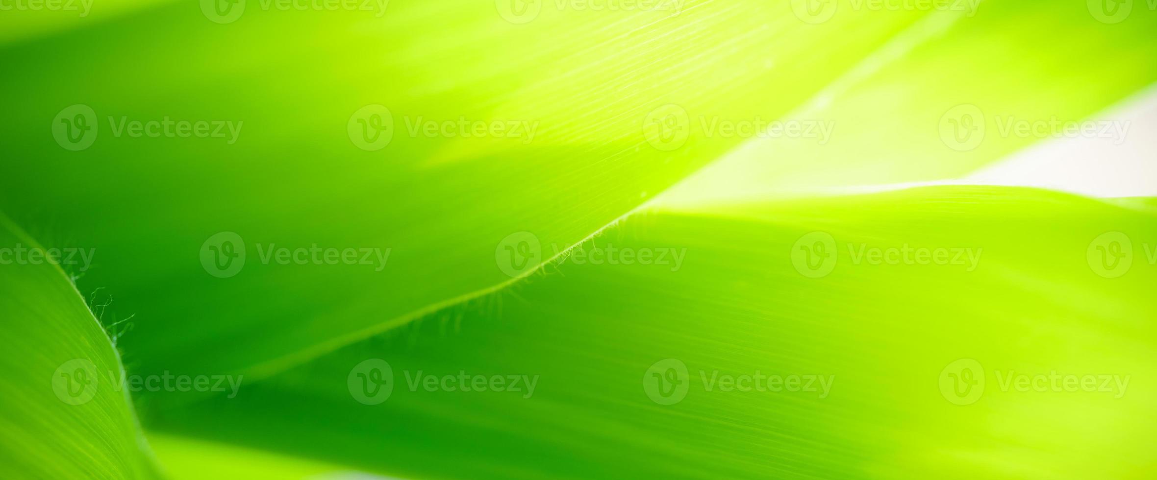 Abstract nature green blurred background nature leaf on greenery background in garden with copy space using as background wallpaper page concept. photo