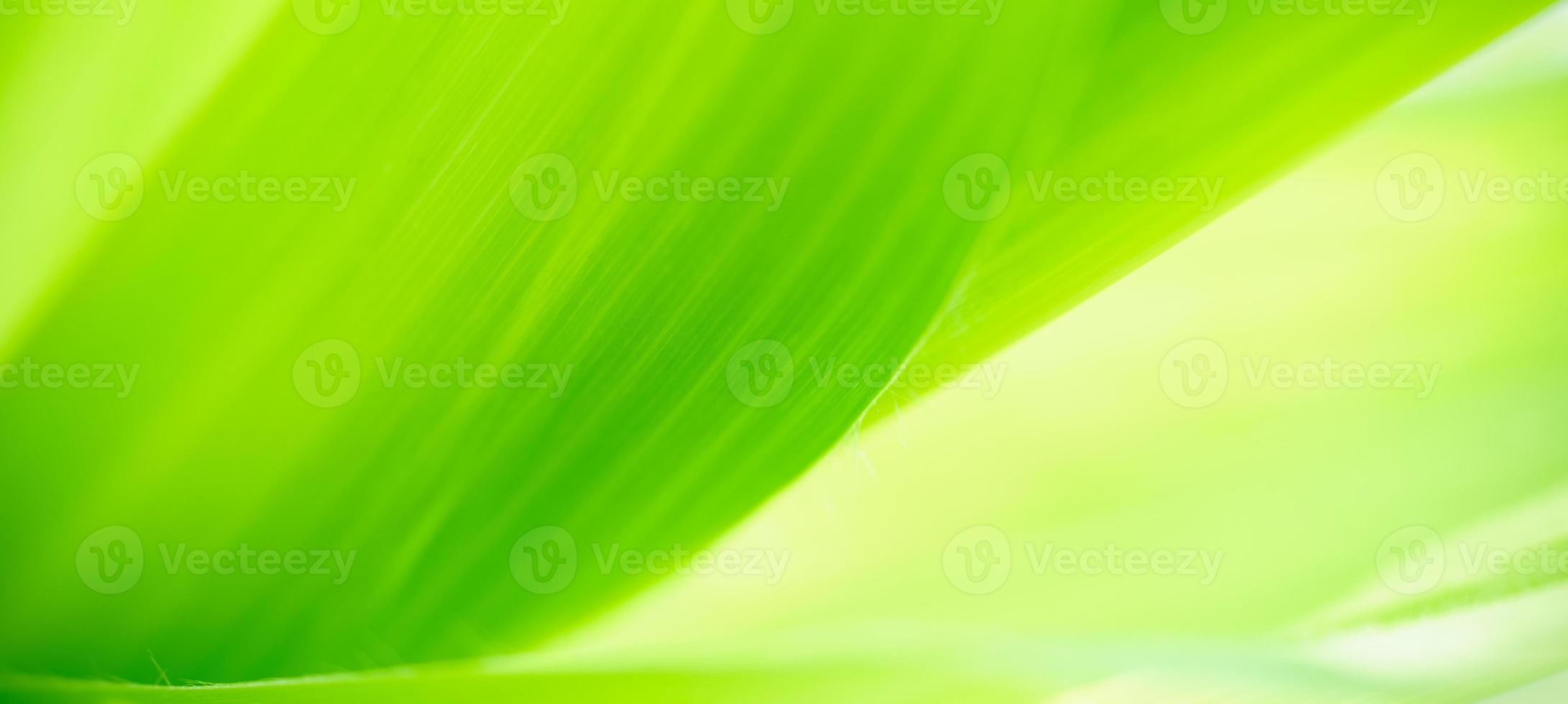 Abstract nature green blurred background nature leaf on greenery background in garden with copy space using as background wallpaper page concept. photo