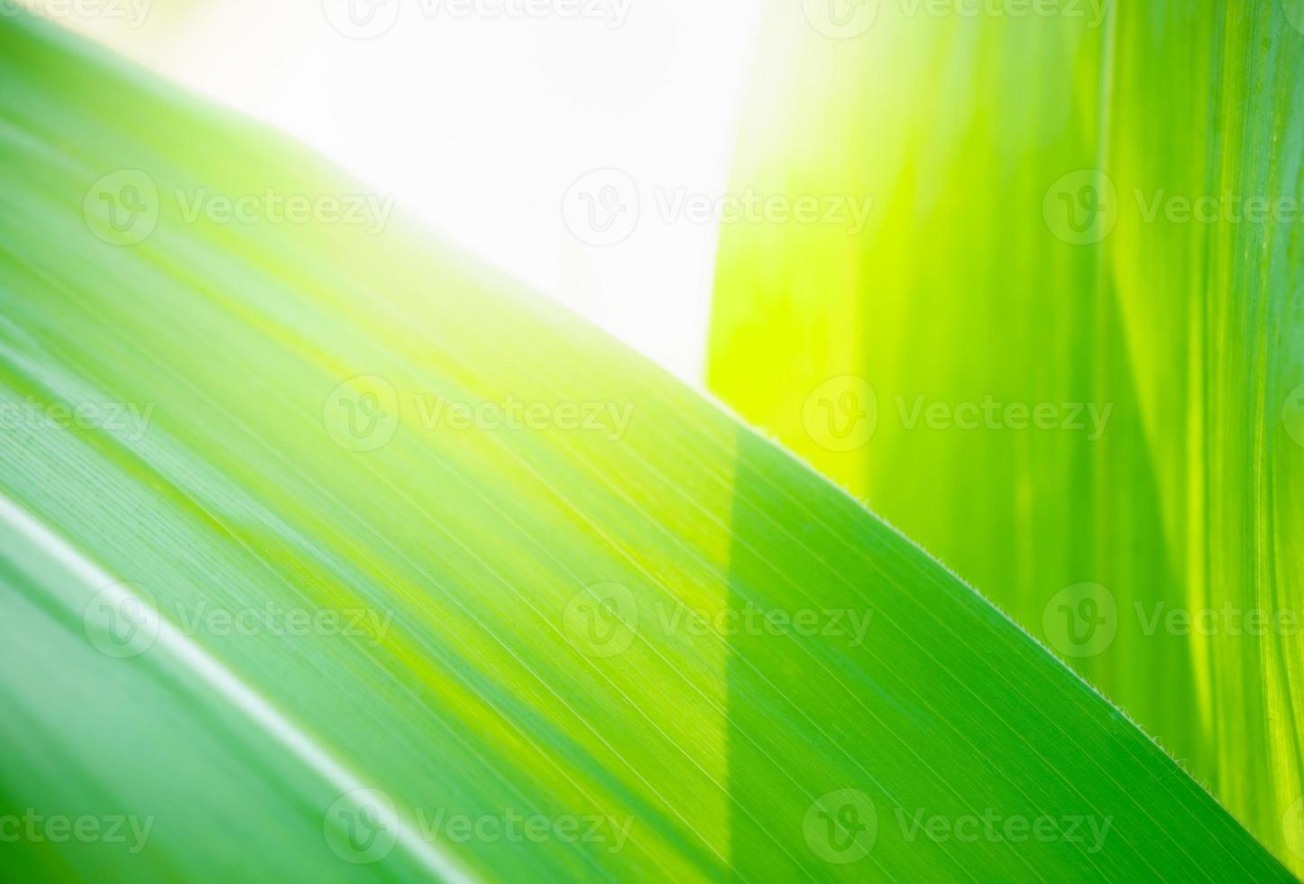 Abstract nature green blurred background nature leaf on greenery background in garden with copy space using as background wallpaper page concept. photo