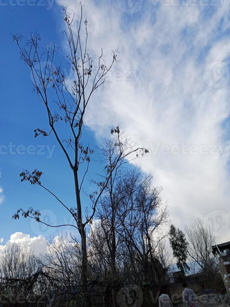 azul cielo con nubes y árbol foto