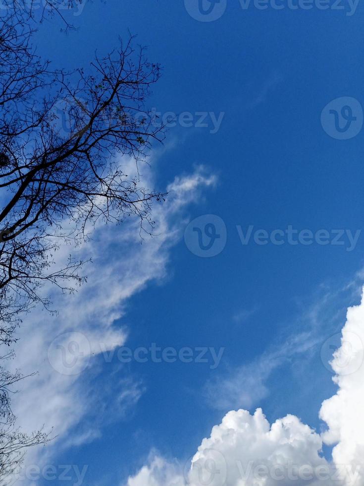 azul cielo con nubes y árbol foto