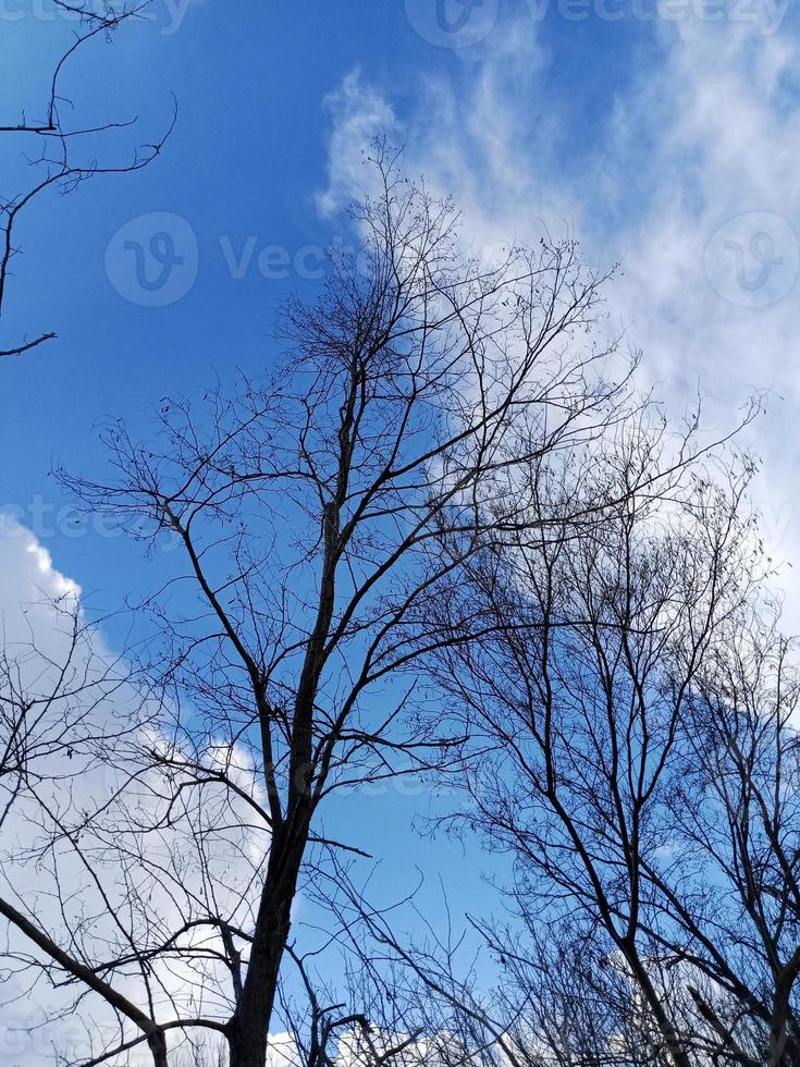 blue sky with clouds and tree photo