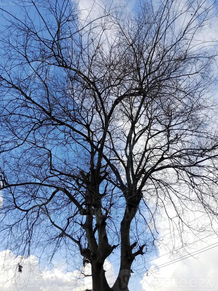 blue sky with clouds and tree photo