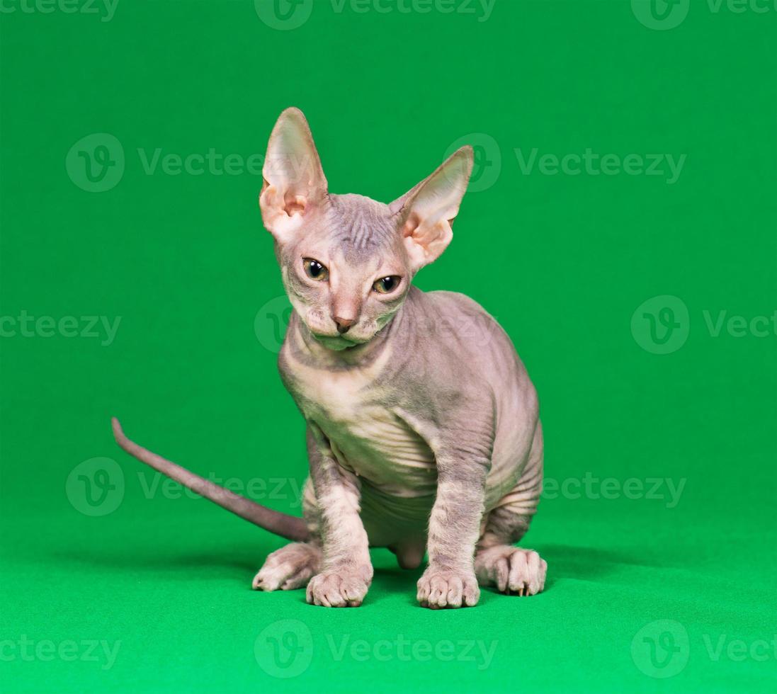 Don sphynx kitten photo