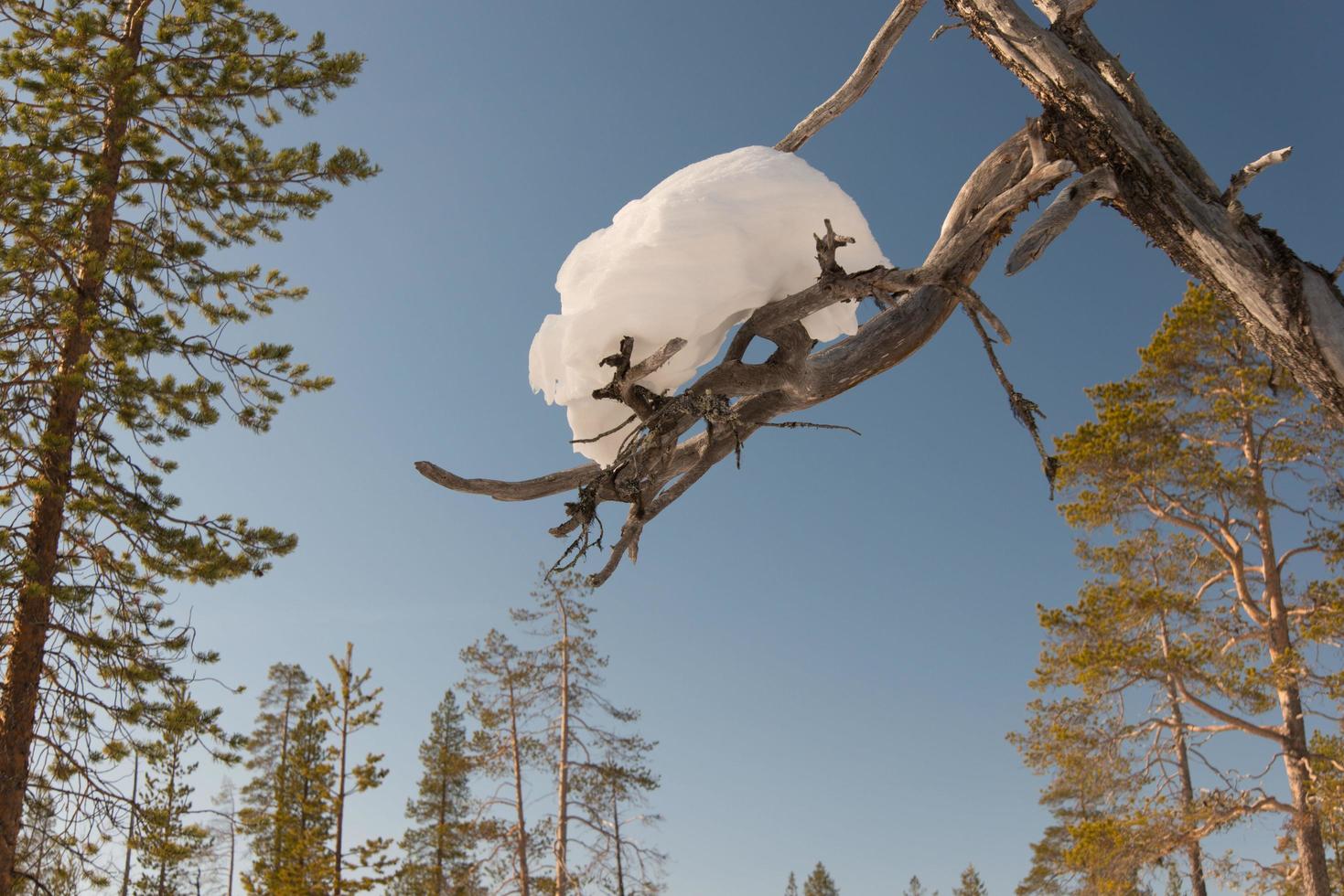 Piece of snow on a tree about to fall down photo