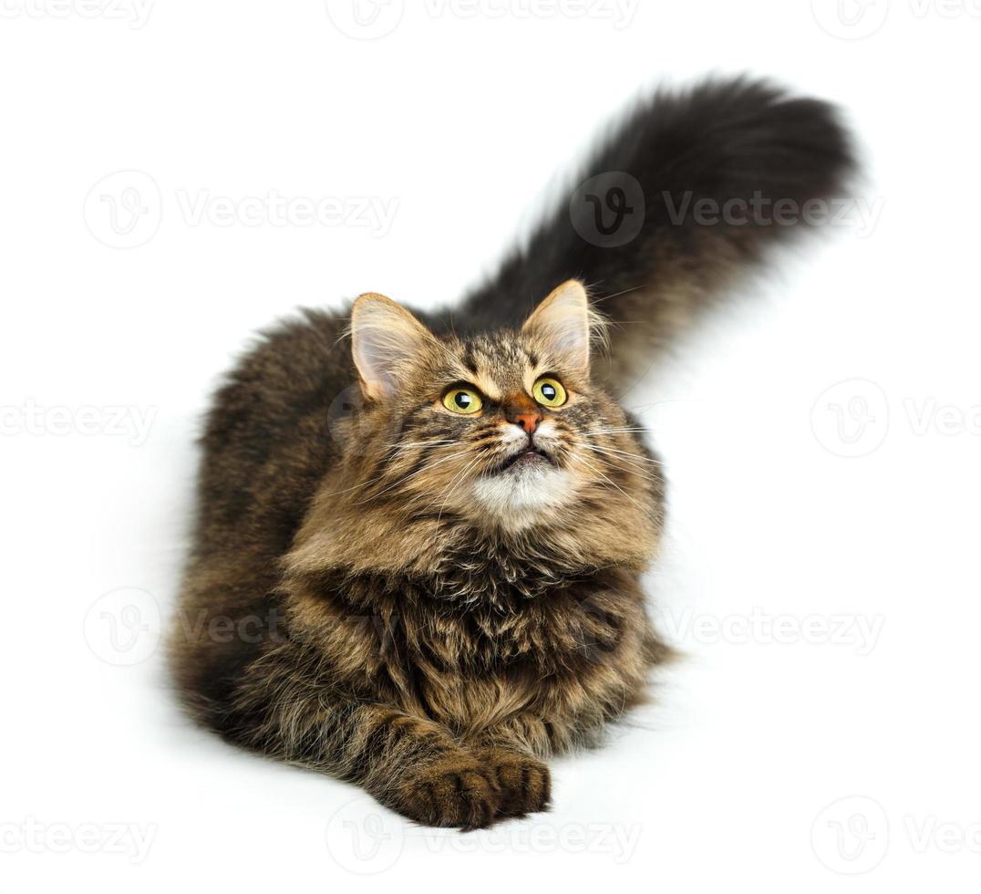 Cute fluffy cat isolated on white photo