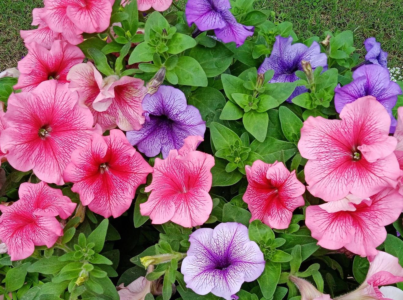 colourful petunia flower photo