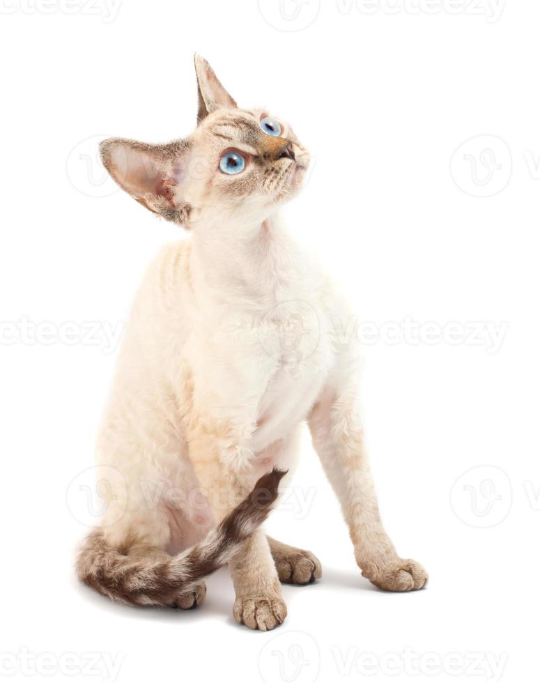 Cat Devon Rex photo