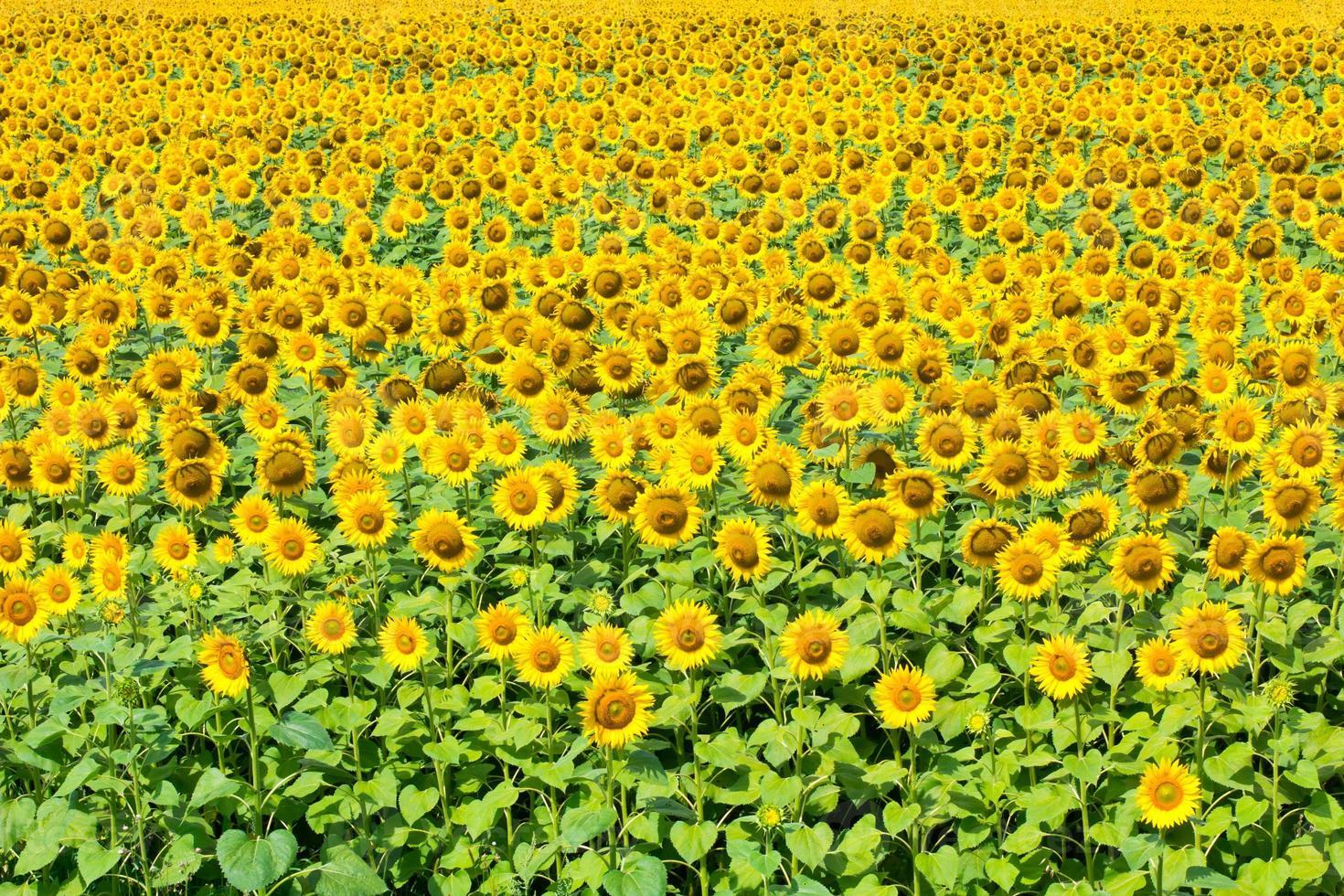 vista del campo de girasol foto