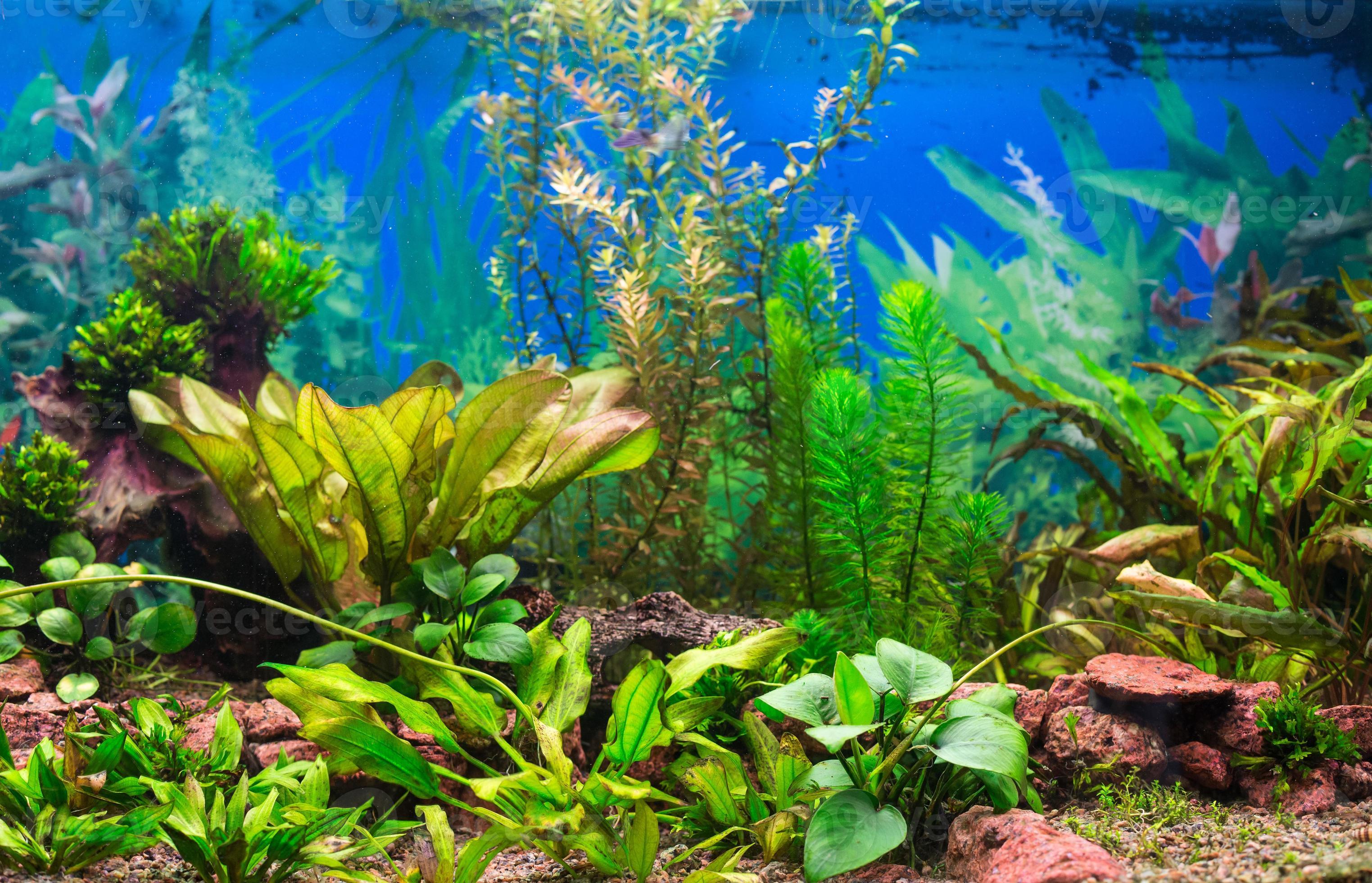 Vibrant underwater aqua scape ecosystem in a large fish tank