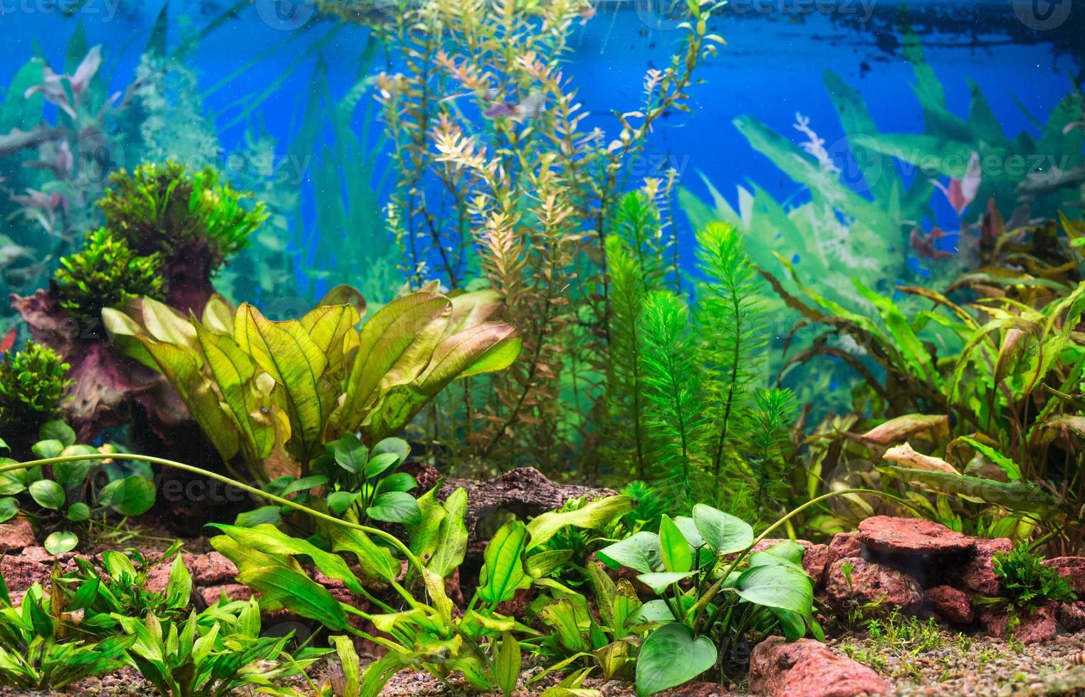 Interior of aquarium view photo