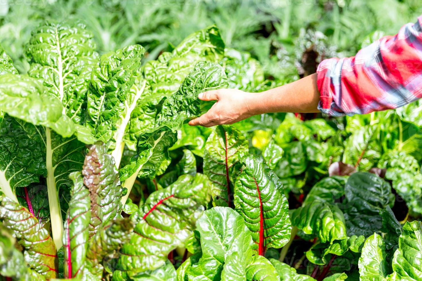 Smart farming and farm technology concept. Smart young asian farmer man using tablet to check quality and quantity of organic hydroponic vegetable garden at greenhouse in morning. photo