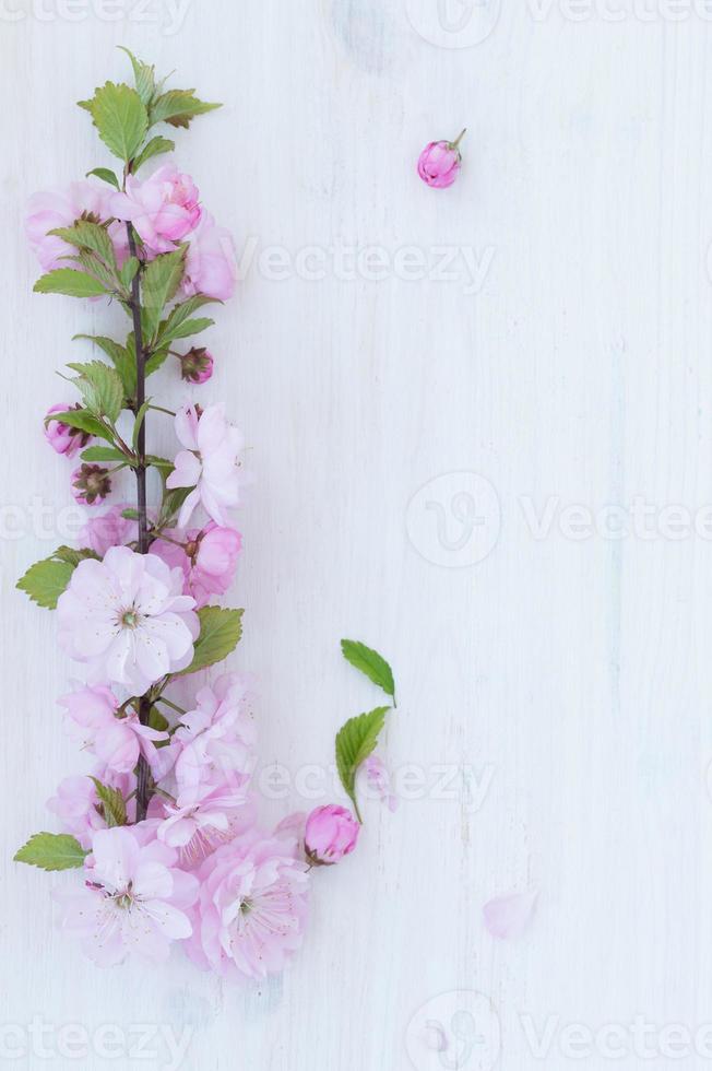 Pink flowers close-up on wooden background photo