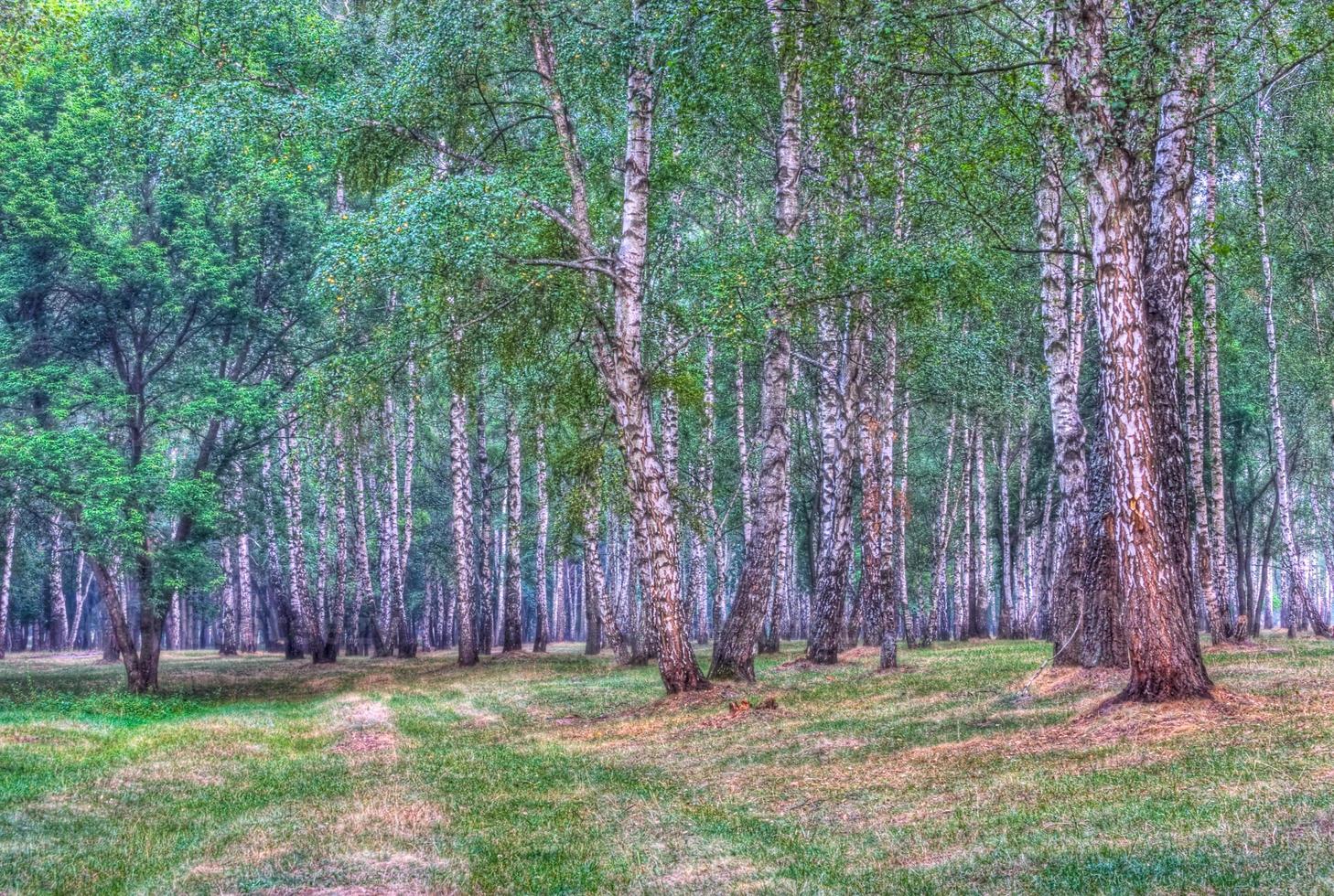 birch grove view photo