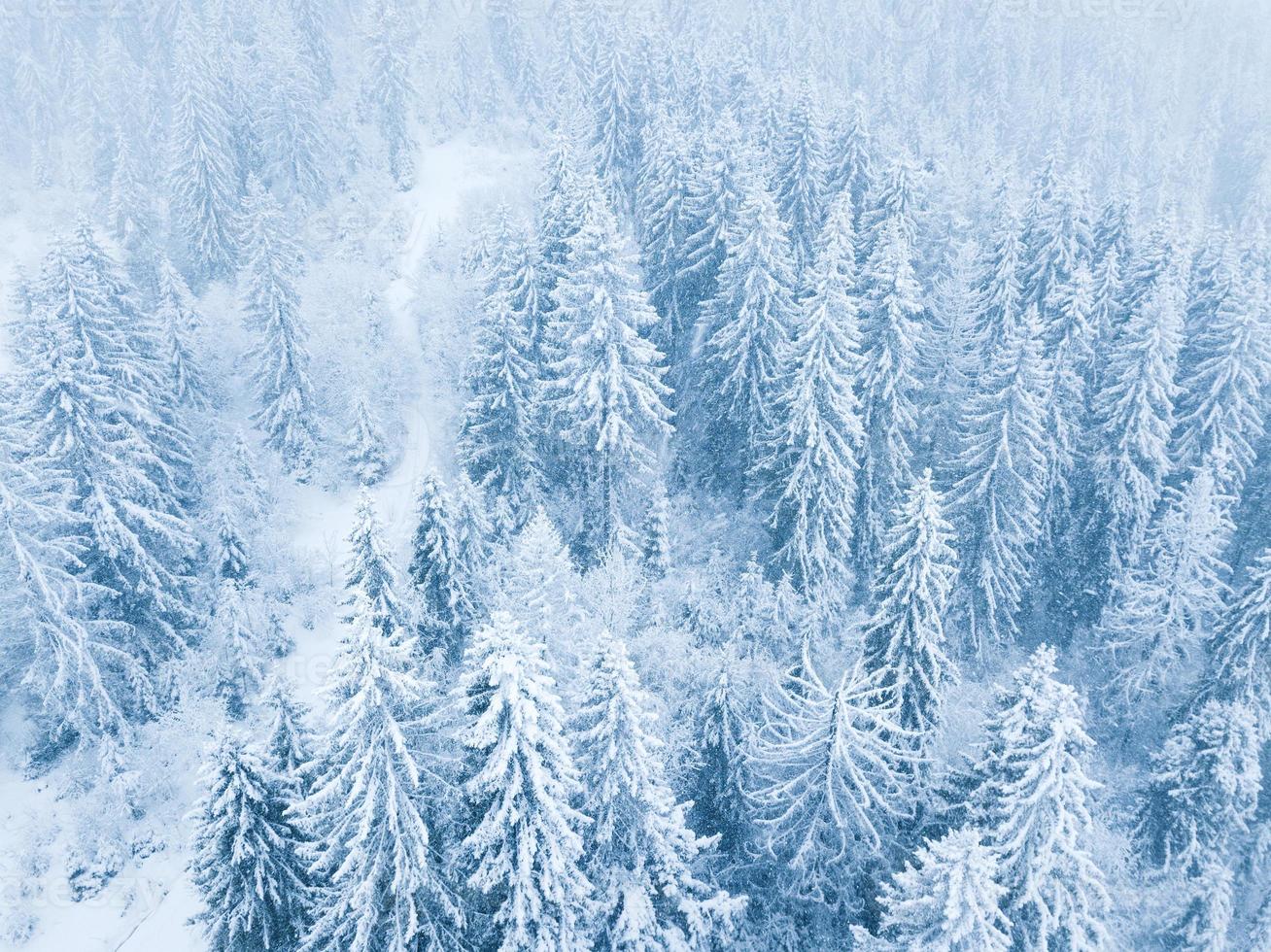 vuelo terminado nevada en un Nevado montaña conífero bosque, incómodo antipático invierno clima. foto