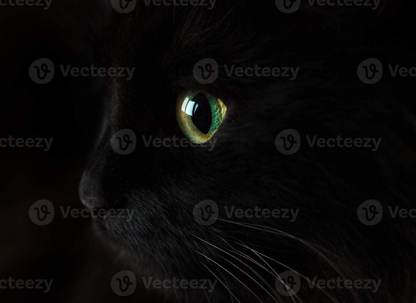 Cute muzzle of a black cat photo