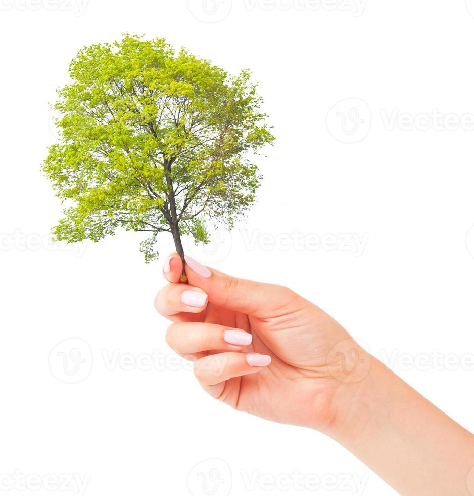 Hand and small tree photo