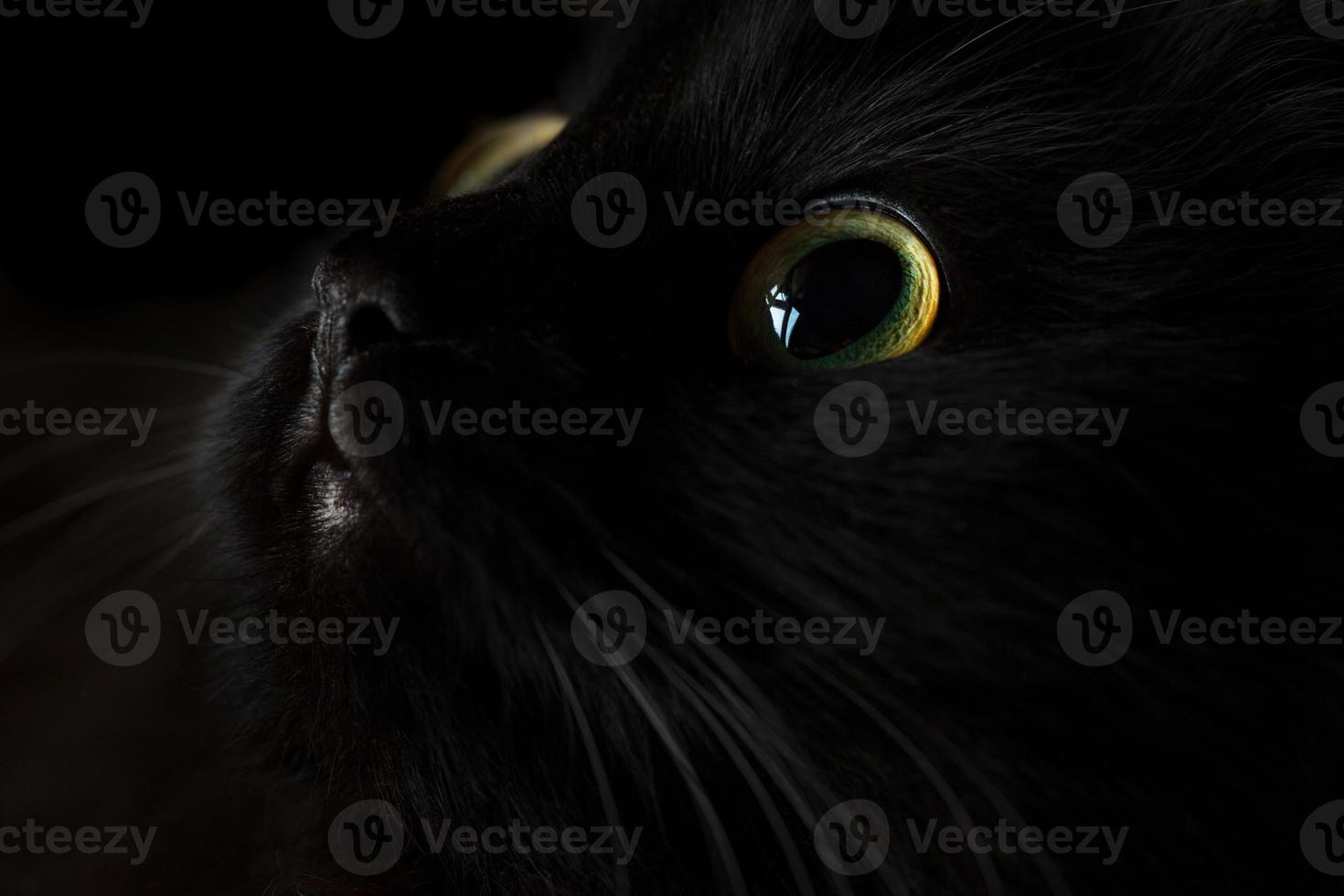 Cute muzzle of a black cat photo