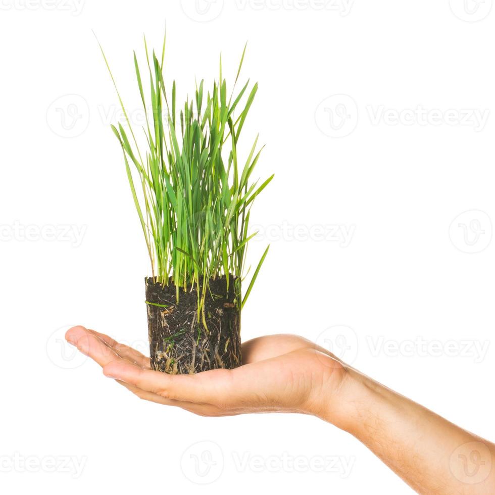 Human hand holding green grass photo