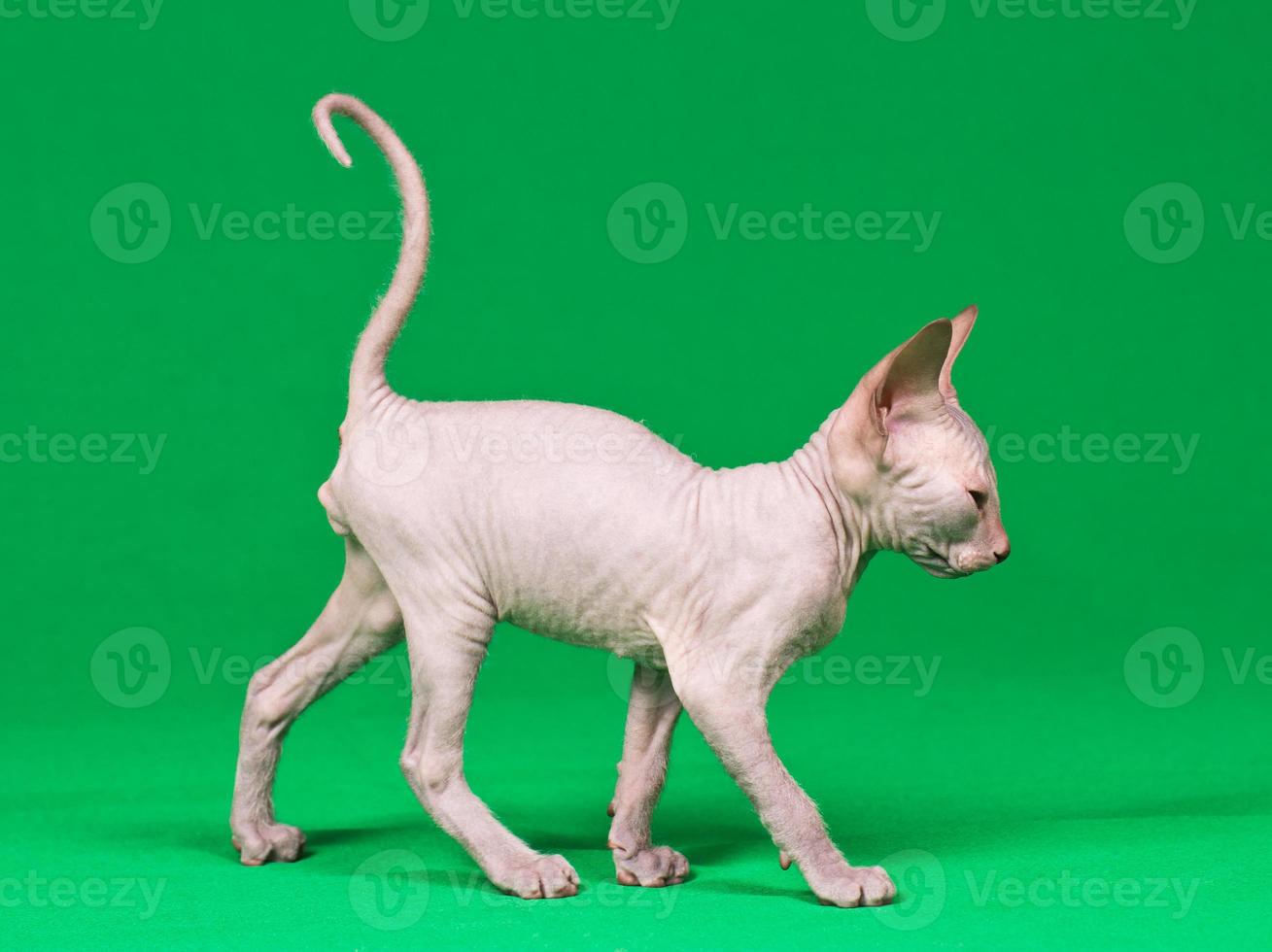 Don sphynx kitten photo