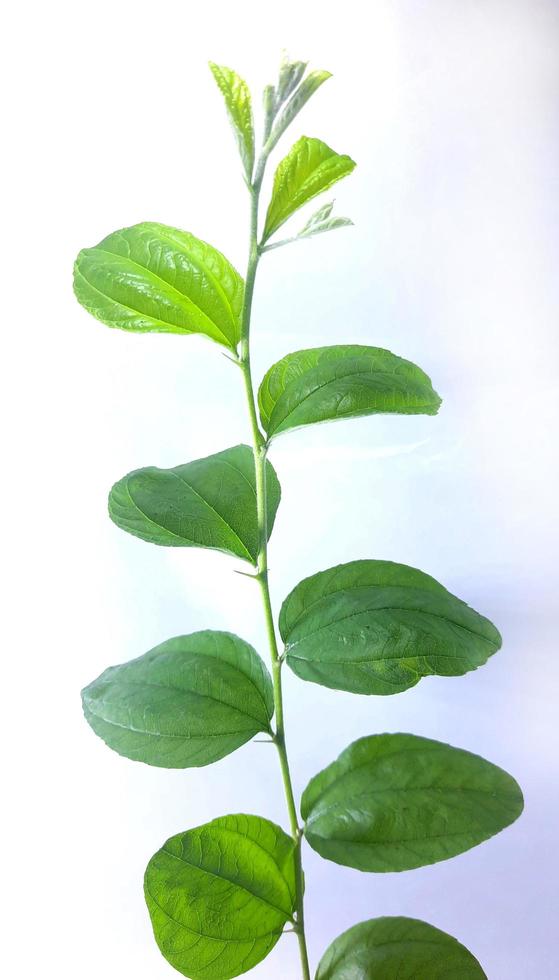 plum branch leaves isolated on white background photo