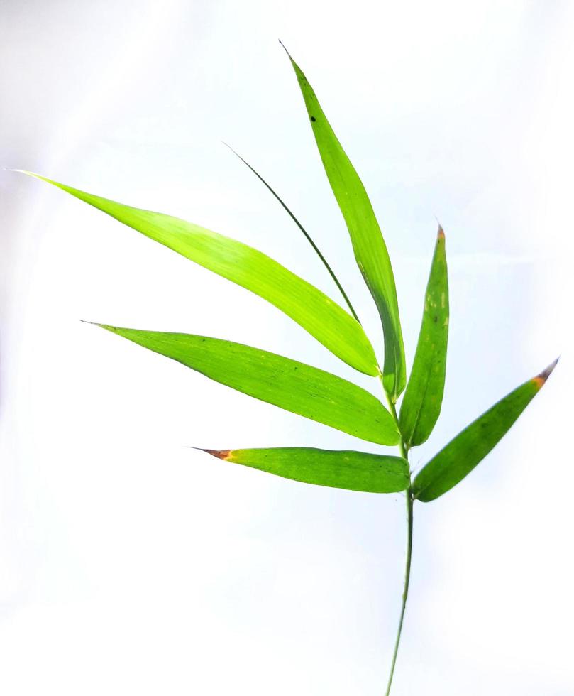 bamboo leaves isolated on white background photo