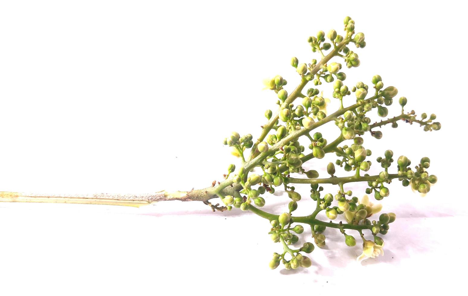 verde pequeño flores aislado en blanco antecedentes foto