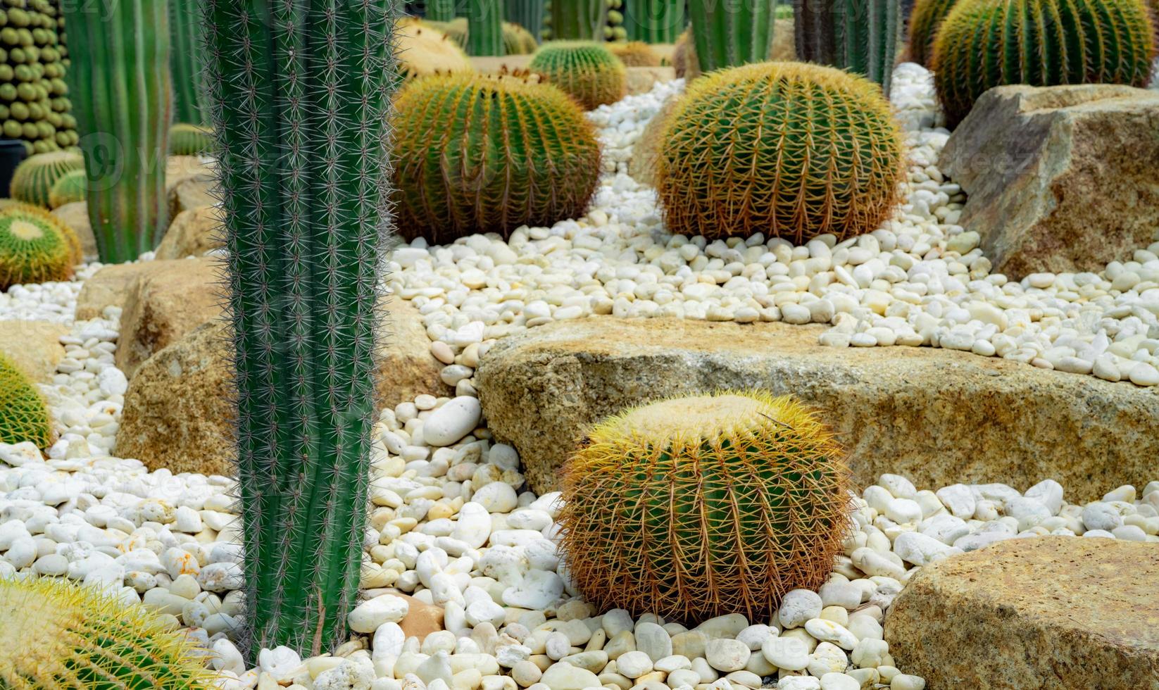 Cactus garden. Green cactus tree. Desert plant. Elephant cactus and golden barrel cactus in the garden. Desert plant. Cacti succulent plants. Sharp golden thorn on plant. Stem succulent with spines. photo