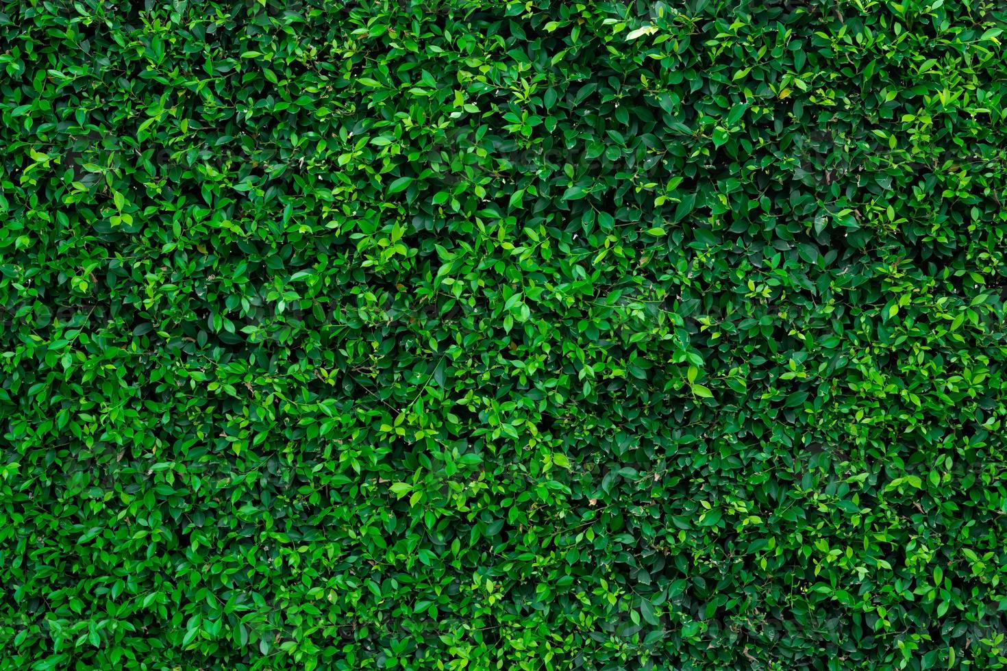 pequeñas hojas verdes en el fondo de textura de pared de cobertura. primer plano de la planta de cobertura verde en el jardín. pared de seto de hoja perenne ecológica. telón de fondo natural. belleza en la naturaleza. hojas verdes con papel tapiz de patrón natural. foto