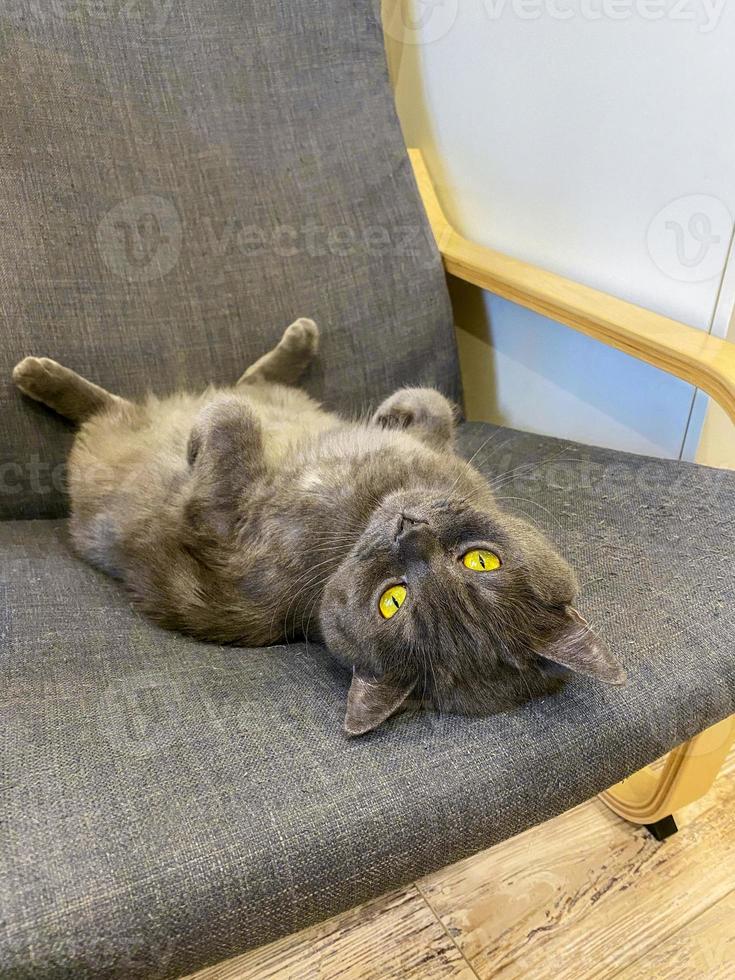 The gray cat lies in a chair. photo