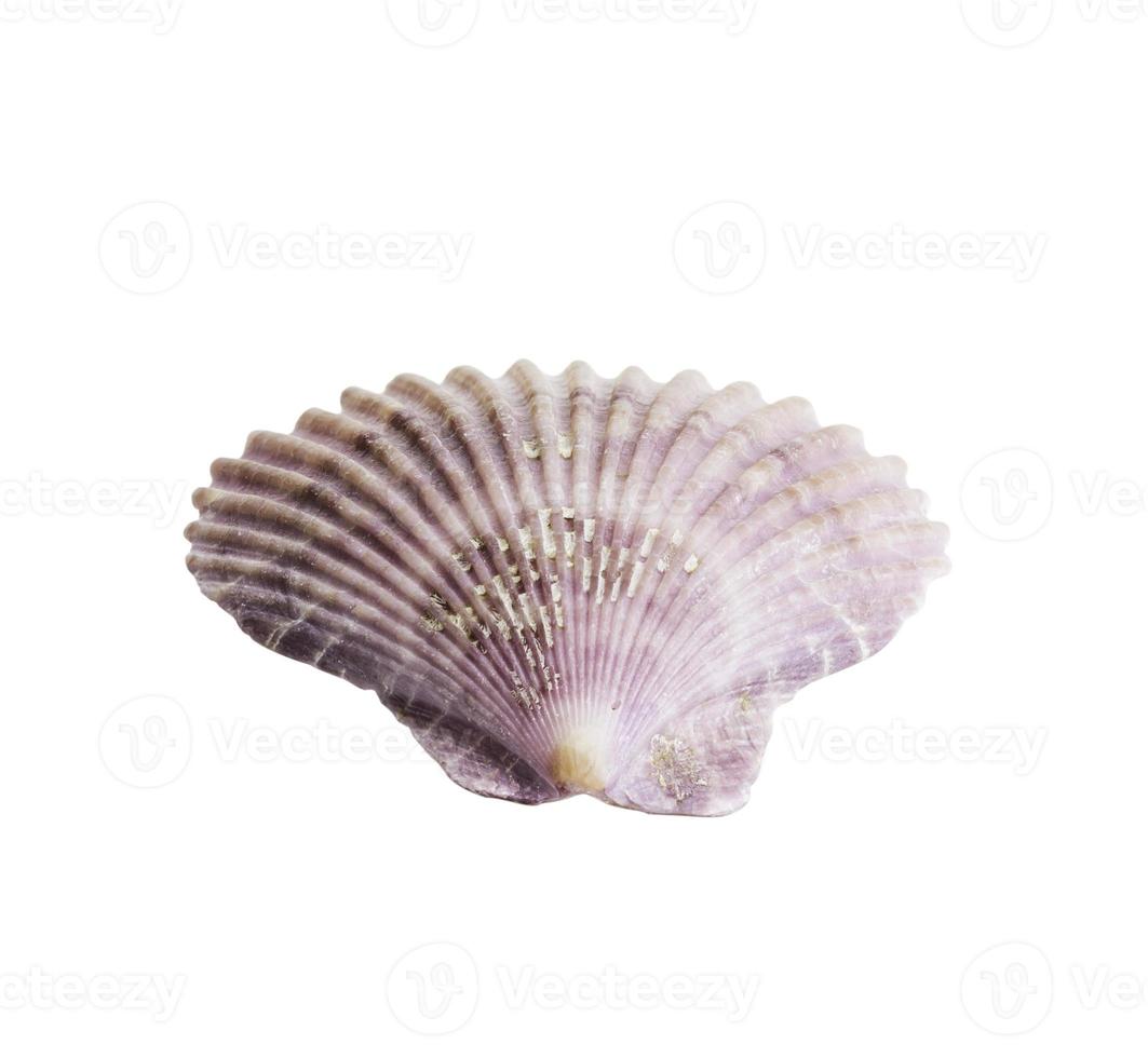 Scallop seashell isolated on white photo