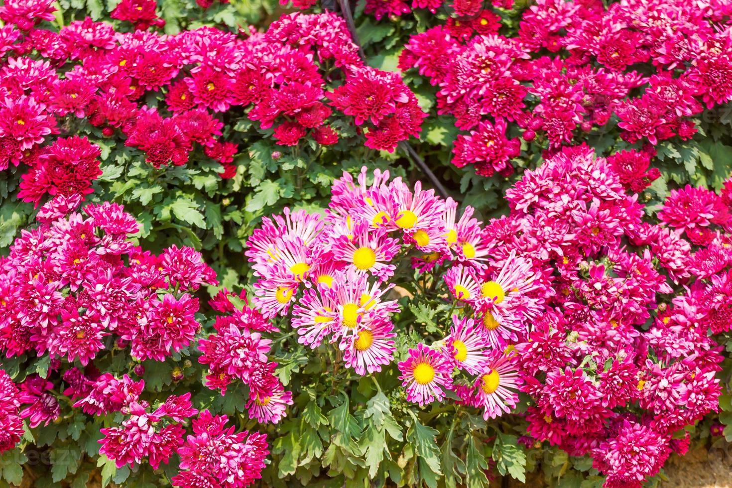 pink Chrysanthemum flowers in garden photo