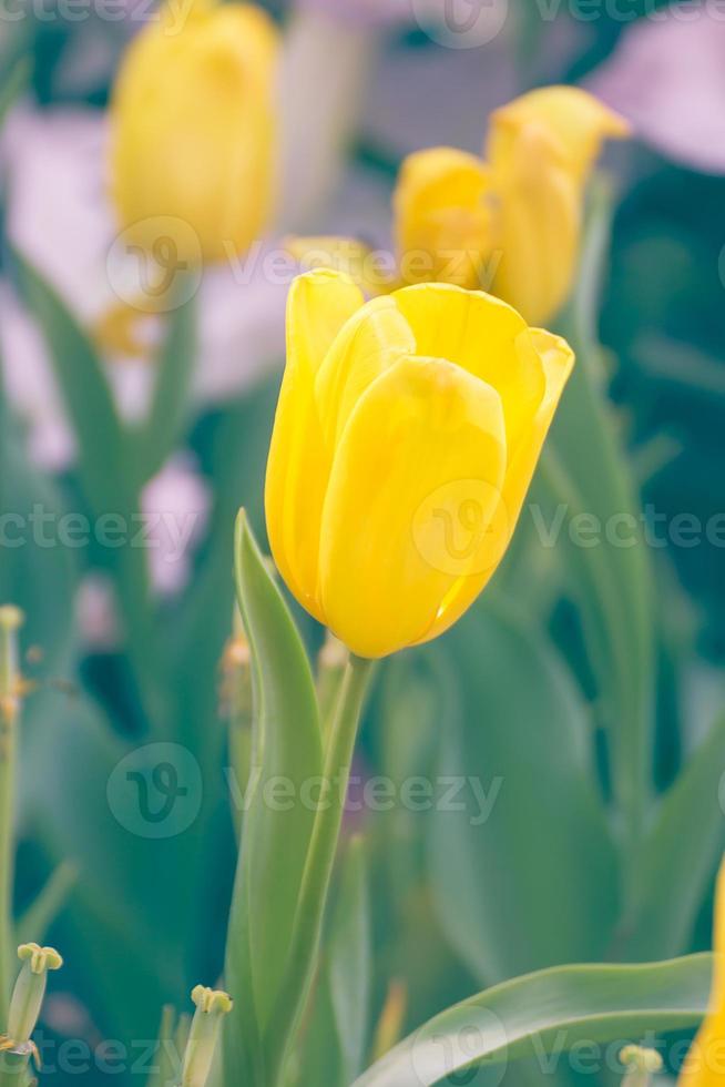 Yellow tulip flower in garden photo