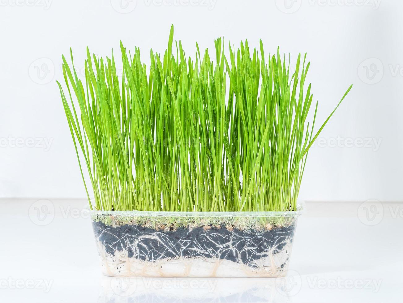 Close up wheat grass growing in plastic containers photo