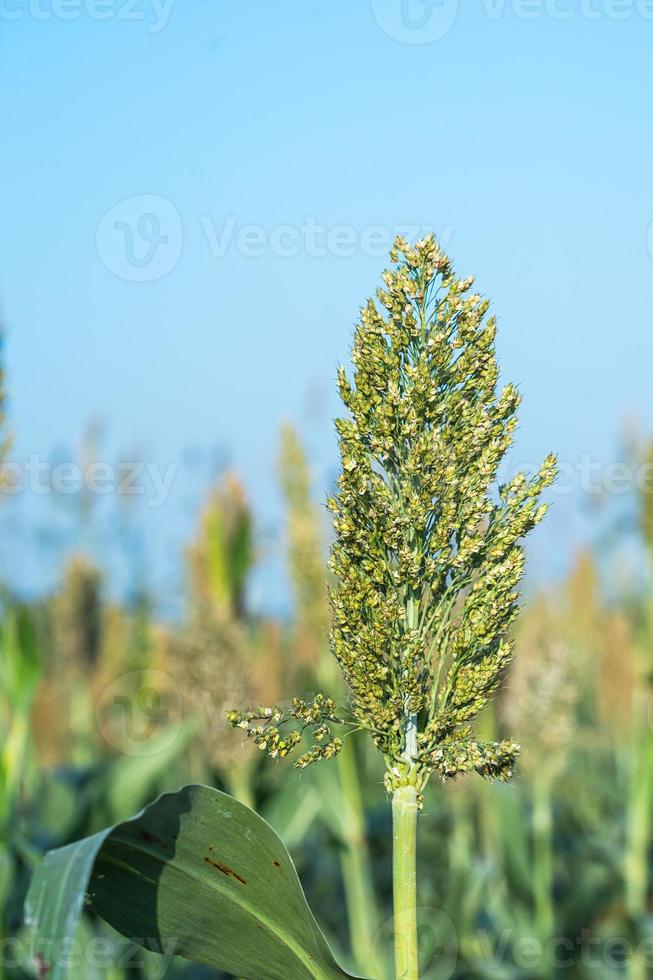 Close up Sorghum in field agent blue sky photo