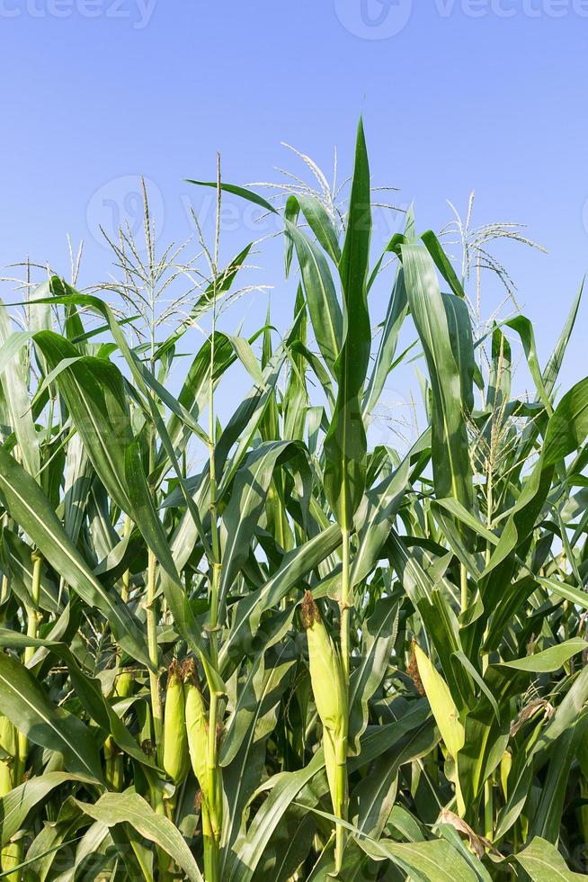 Closeup Corn on the stalk photo