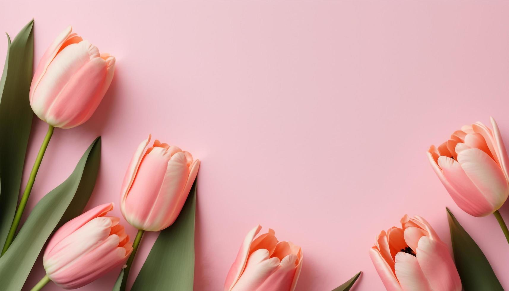 Spring tulip flowers on pink background top view in flat lay style. photo