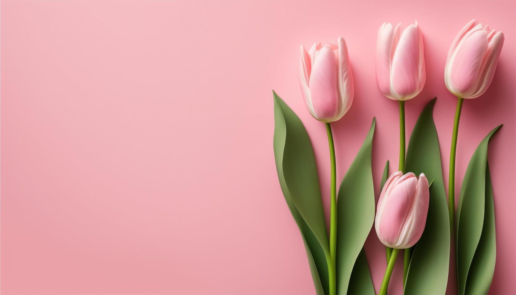 Spring tulip flowers on pink background top view in flat lay style. photo