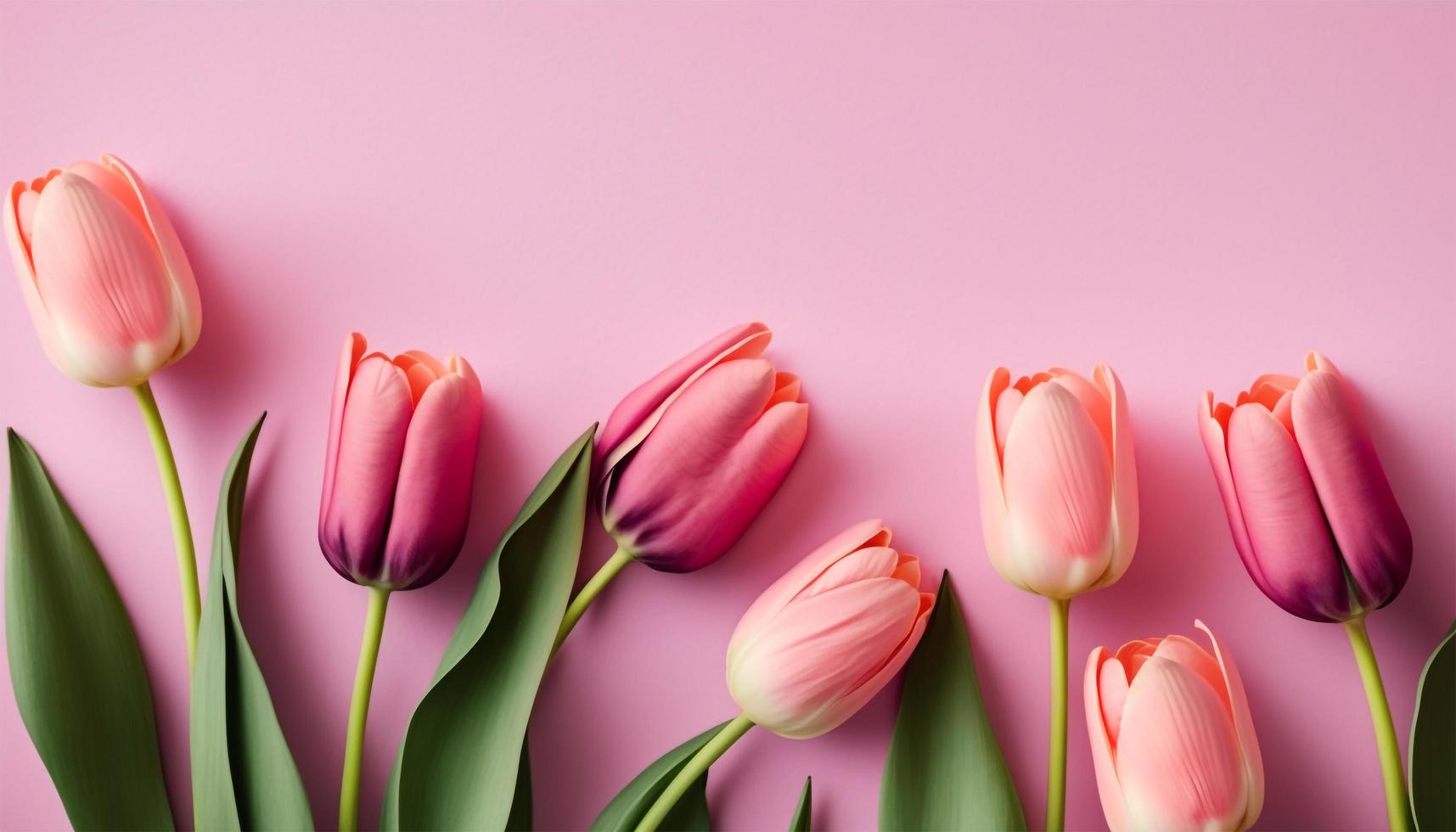 Spring tulip flowers on pink background top view in flat lay style. photo