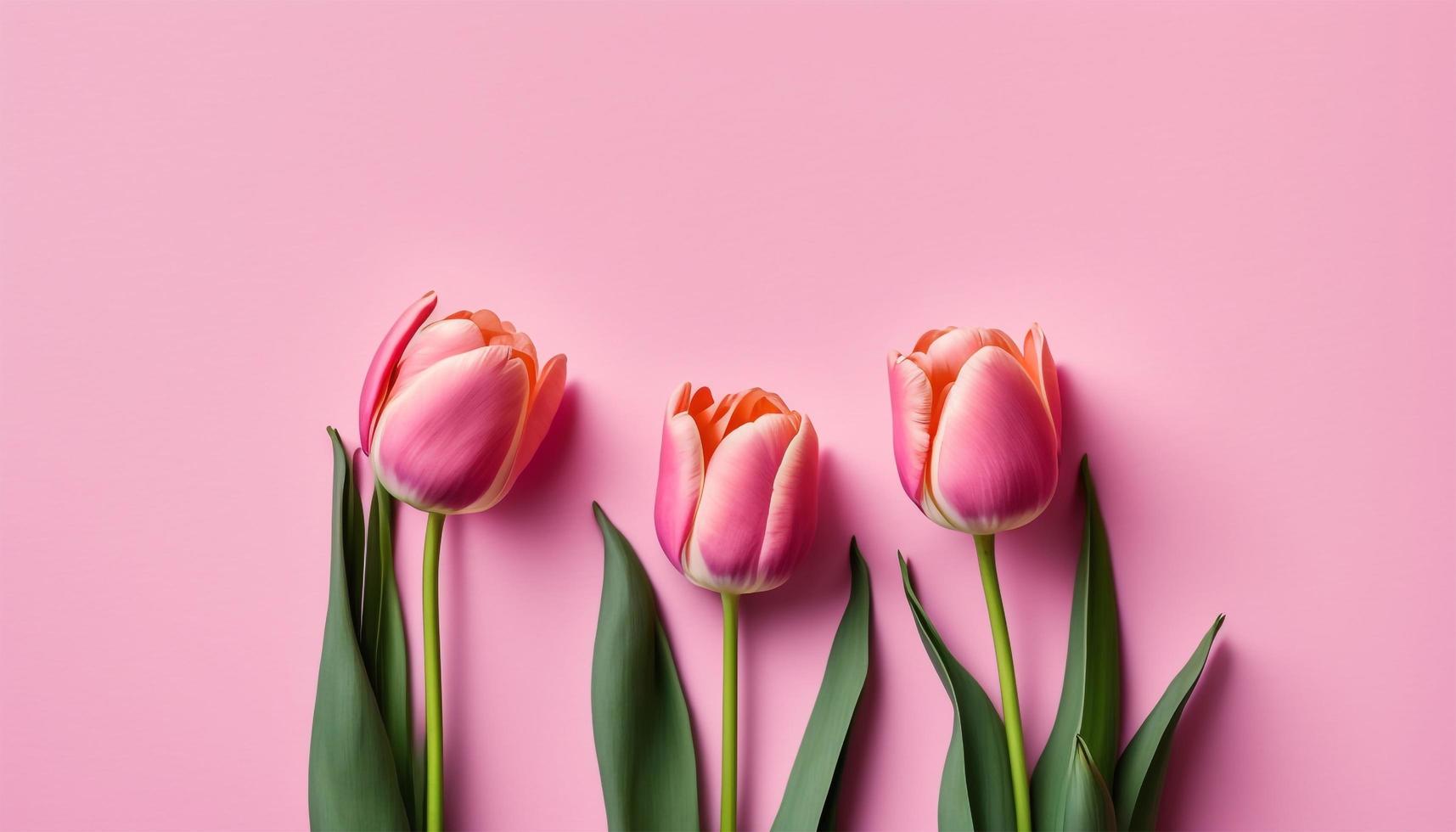 Spring tulip flowers on pink background top view in flat lay style. photo